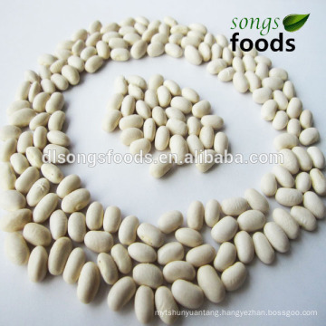 Types of Kidney Beans and Beans Legumes